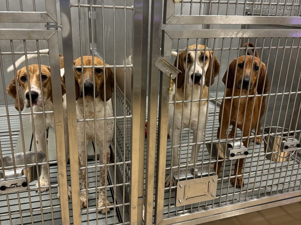 The dogs hidden and killed at the hospital in London, Ont., are among thousands that are subject to scientific testing in Canada every year.