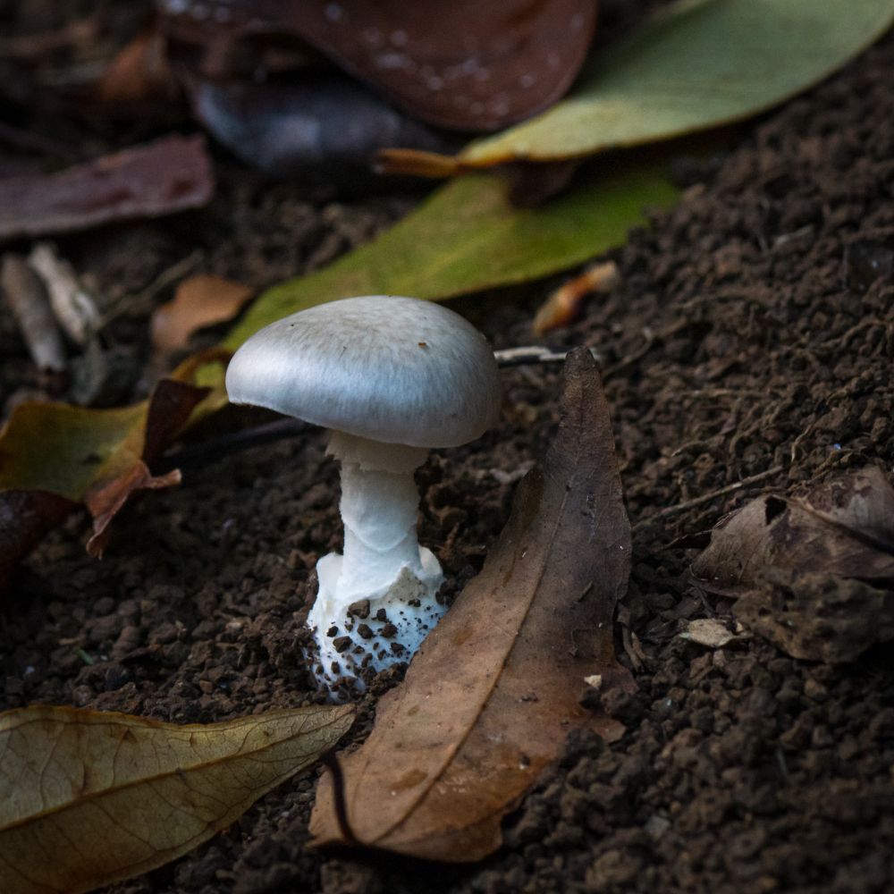 Grey-white mushroom with a ruffled stipe, a soil covered volva growing on the forest soil