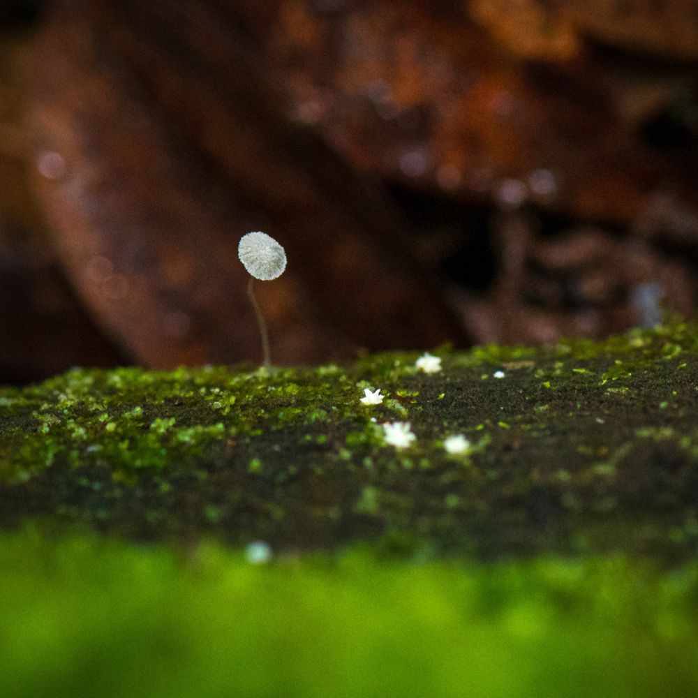Fairy cap mushroom growing on a green mossy log