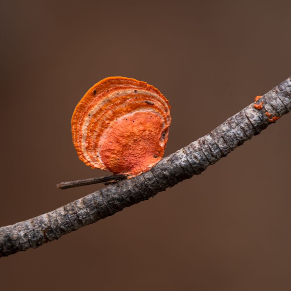 Bright orange Pycnoporus bracket fungus on a branch