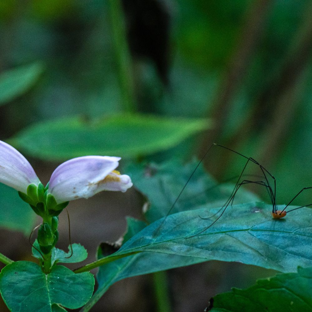 Dark exposure of pink flowers to the left and a small orange harvestman with silly long legs to the right