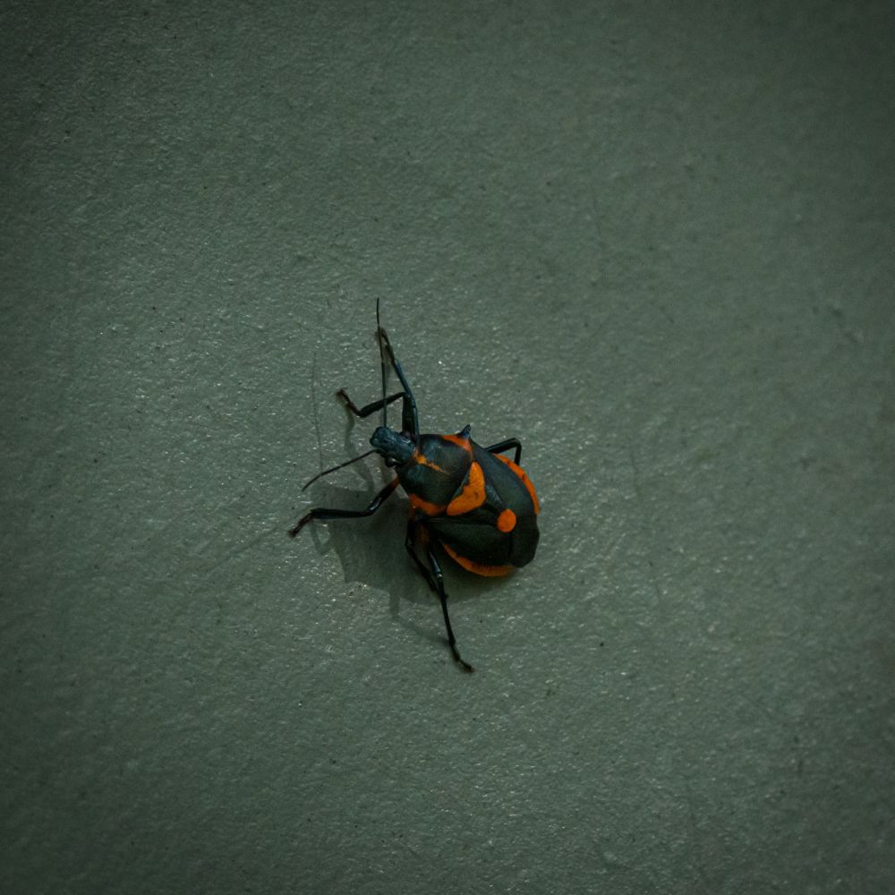 Euthyrhynchus floridanus, a black and red shield bug on a white wall
