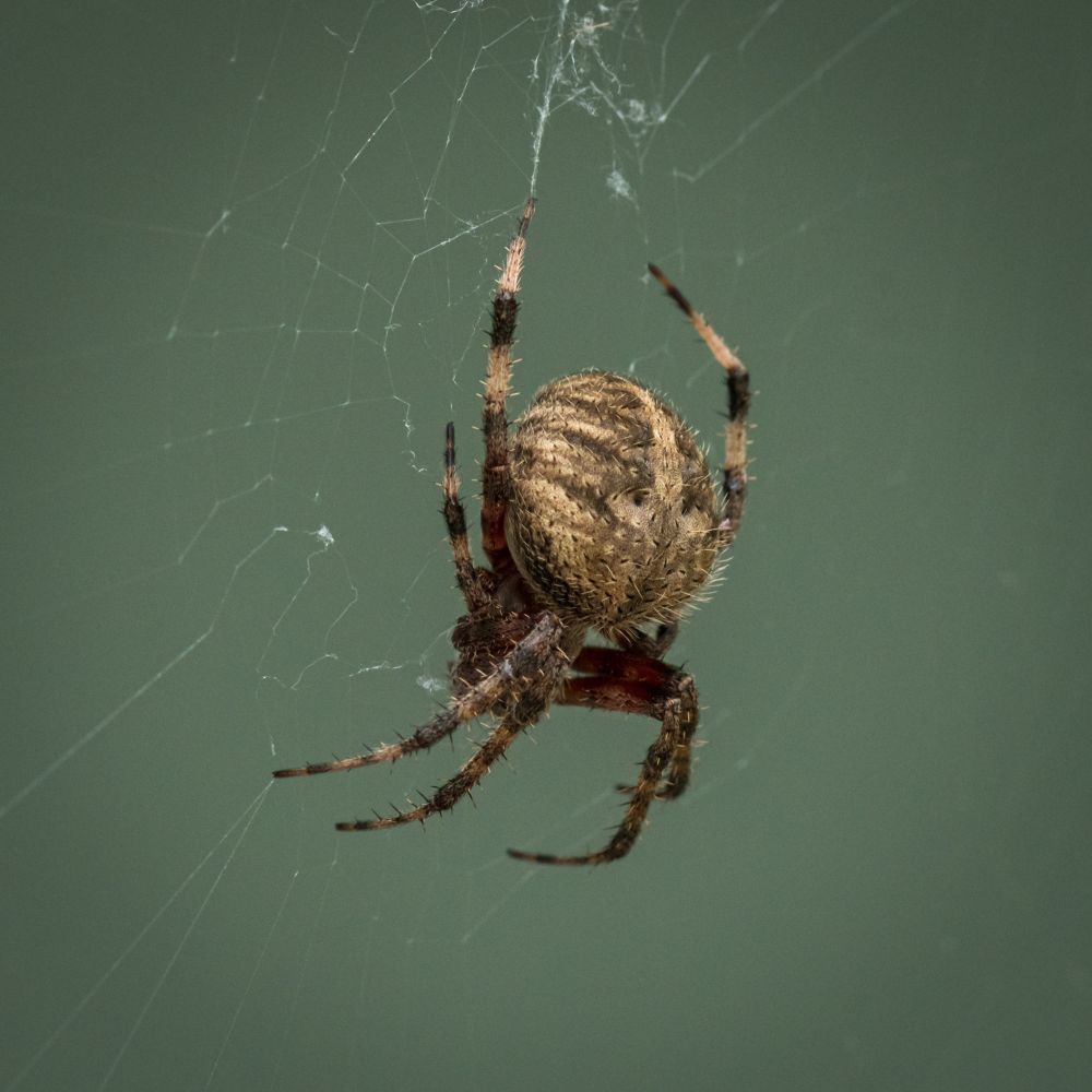 A large orb weaver hanging in the center of her web