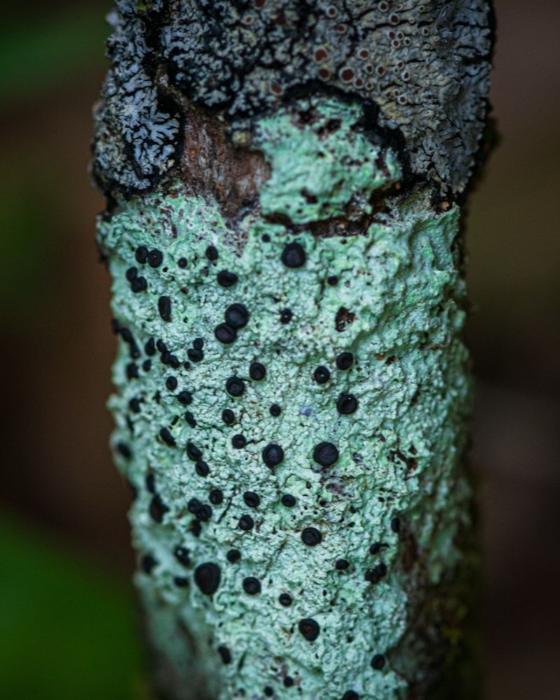 Grey-green lichen covering part of a stick, with black apothecia 