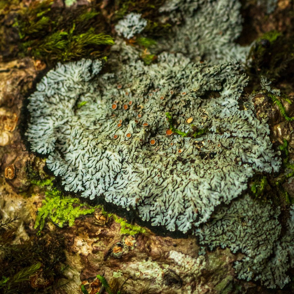 Grey foliose lichen fanning out on a tree, with light brown apothecia and a black hypothallus 