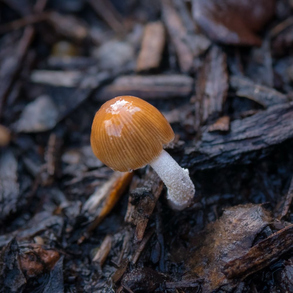 Small brown mushroom, shiny with rain water, and a white stem, growing between wood chips