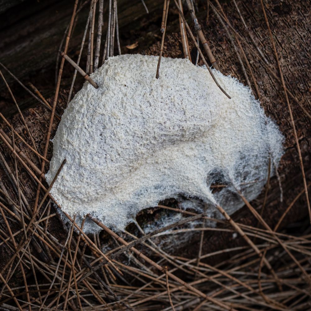 White amorphous slime mold covering a branch and casuarina needles