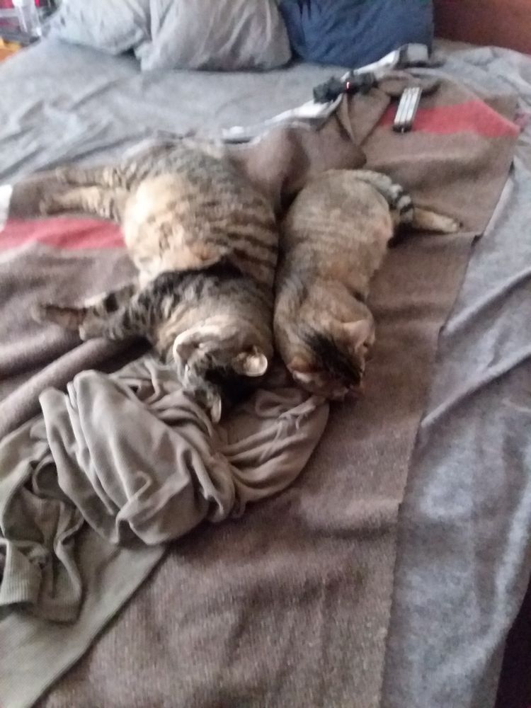 Big cat and little cat sleeping back to back