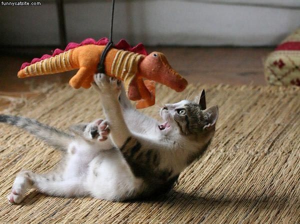 Kitten excitedly playing with a lizard-shaped toy hanging from a string