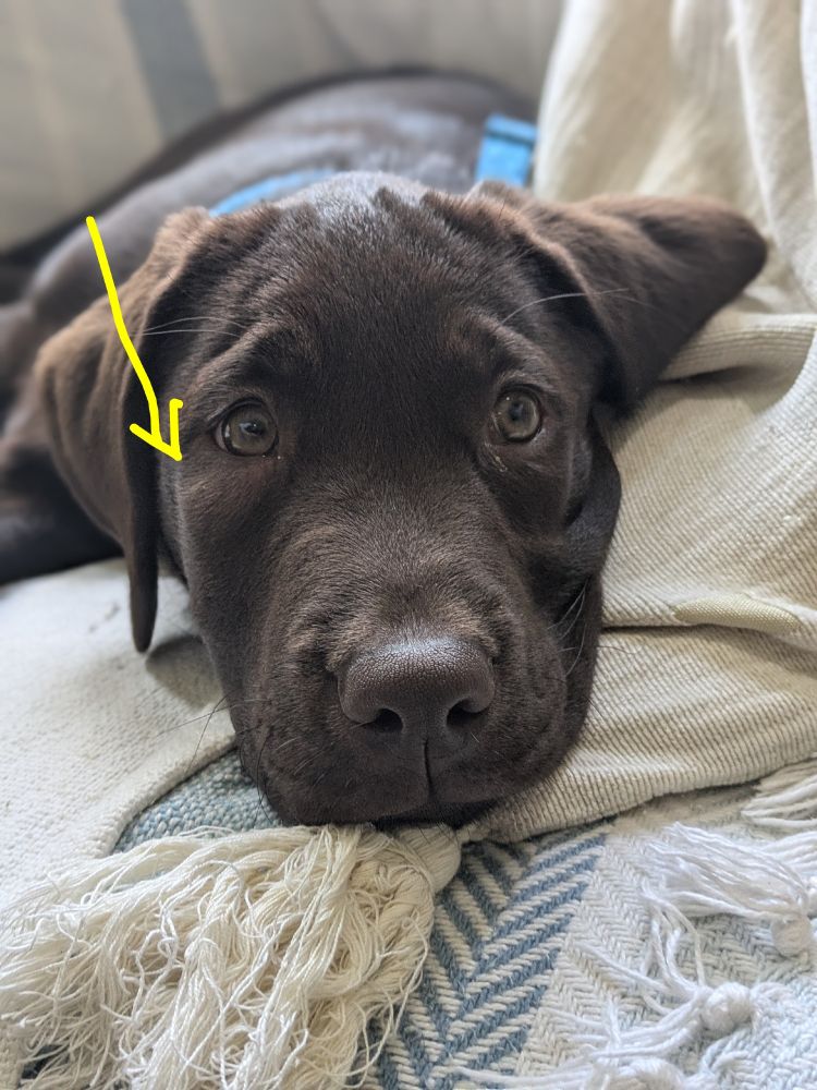 Depressed looking brown Labrador with swollen right cheek