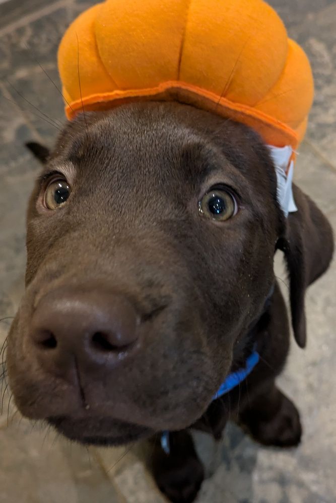 A confused brown Labrador in a pumpkin hat
