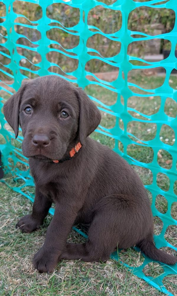 Brown Labrador pup looking sad