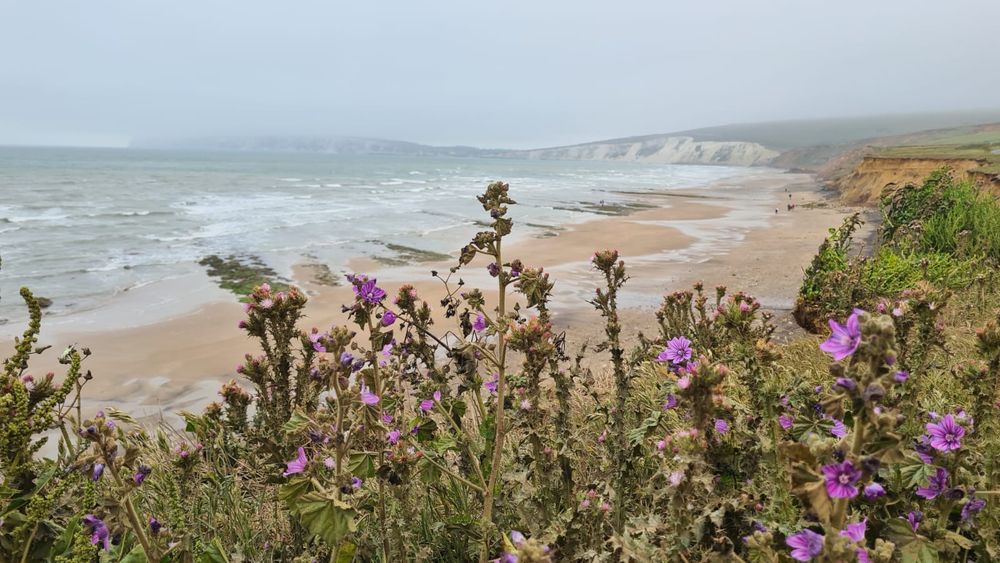 Foggy beach with purple wild flowers in foreground