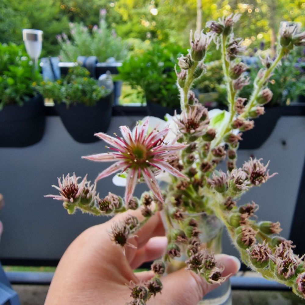Blütenstamm einer Hauswurz mit vielen kleinen Blüten. Eine Blüte ist noch geöffnet, die anderen mittlerweile verblüht. 