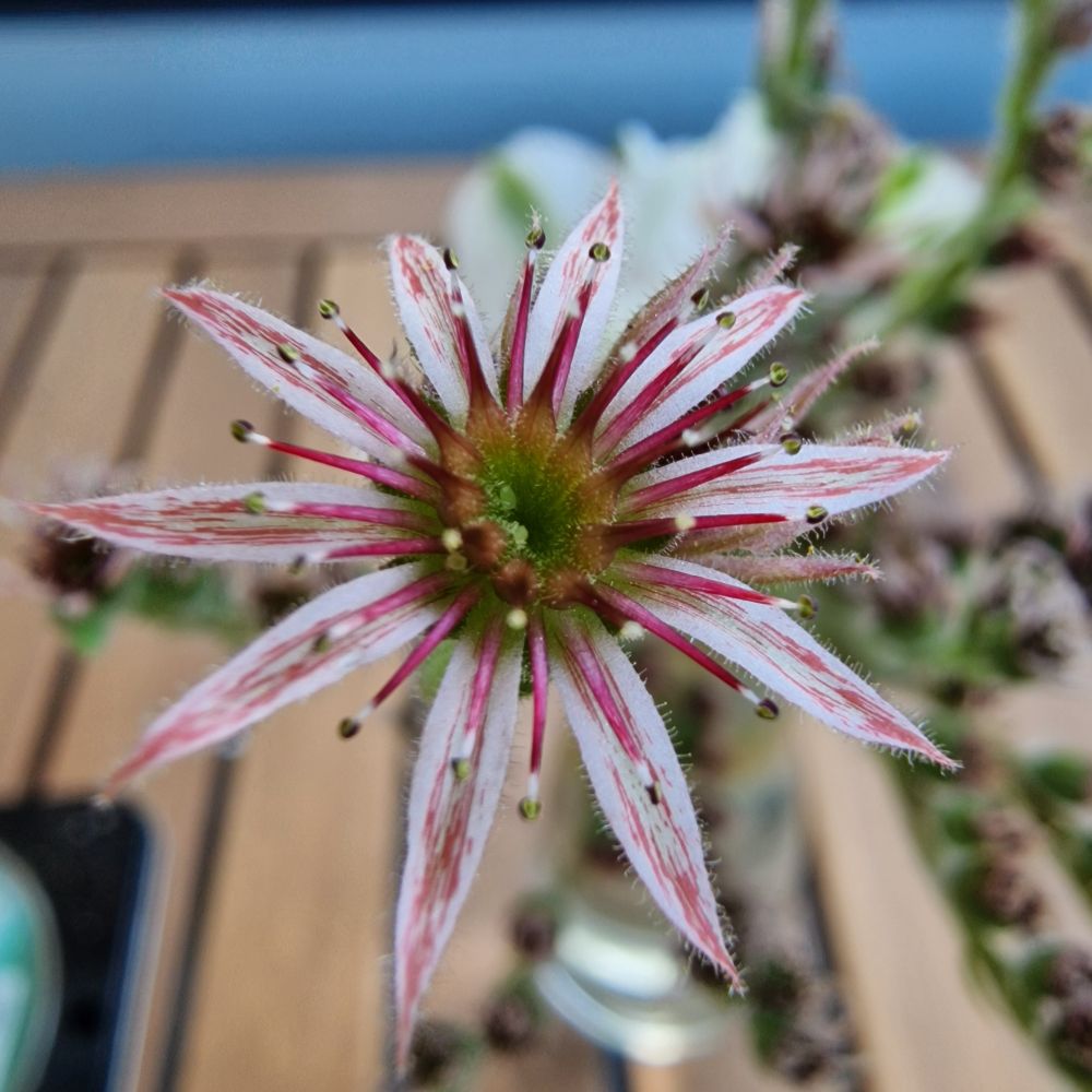 Blüte einer Hauswurz sehr stark vergrößert. Sie steht in einer Vase auf einem Holztisch. 