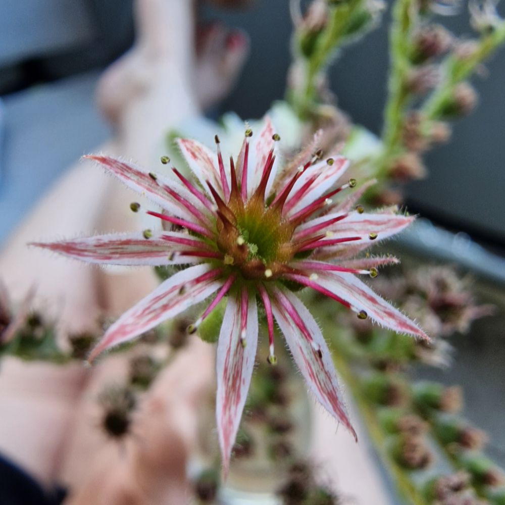 Blüte einer Hauswurz stark vergrößert. Im Hintergrund sehr verschwommen die Beine der Userin.