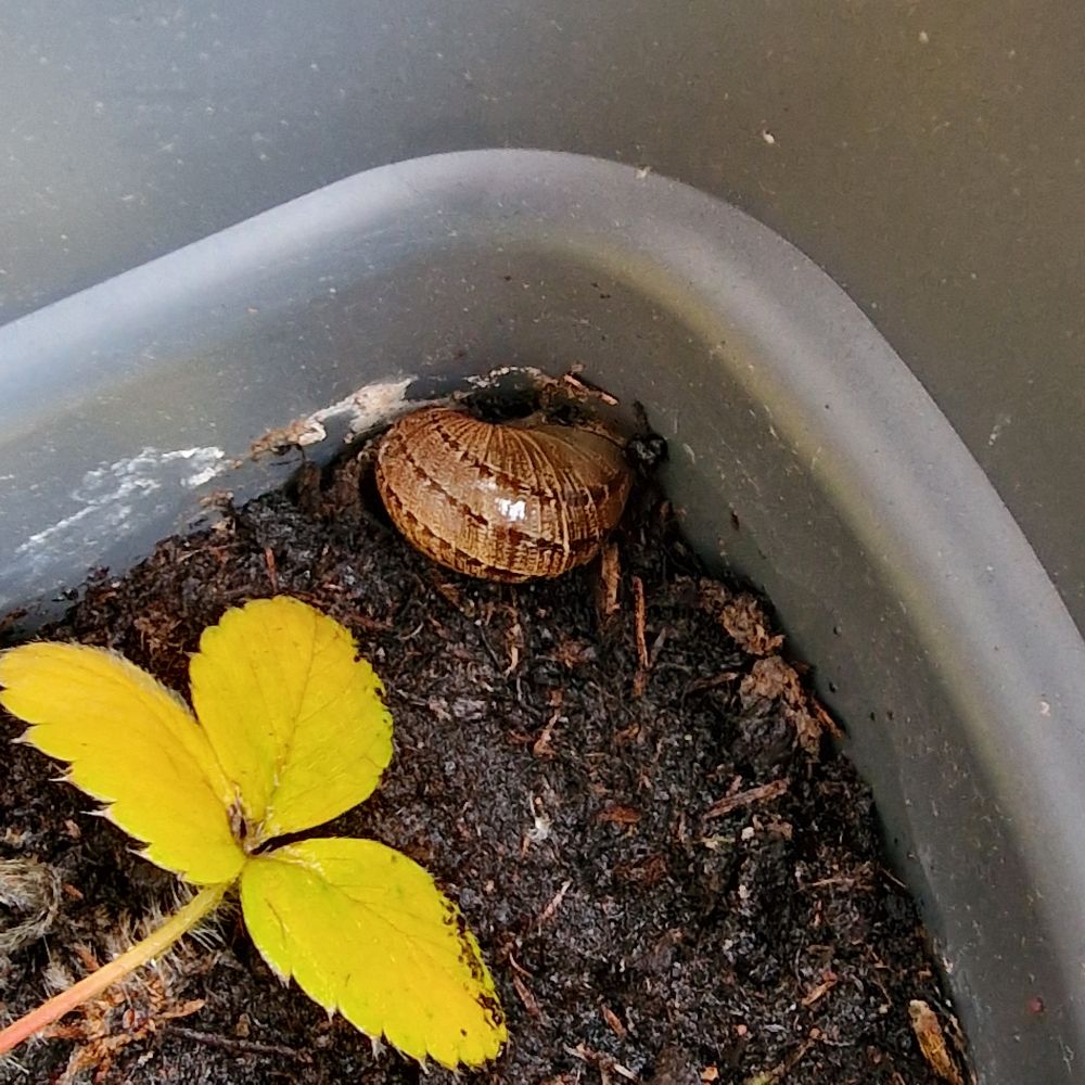 Braunes Schneckenhaus in einem grauen Blumenkasten. Das gelbe Blatt einer Erdbeerpflanze ist zu sehen. 