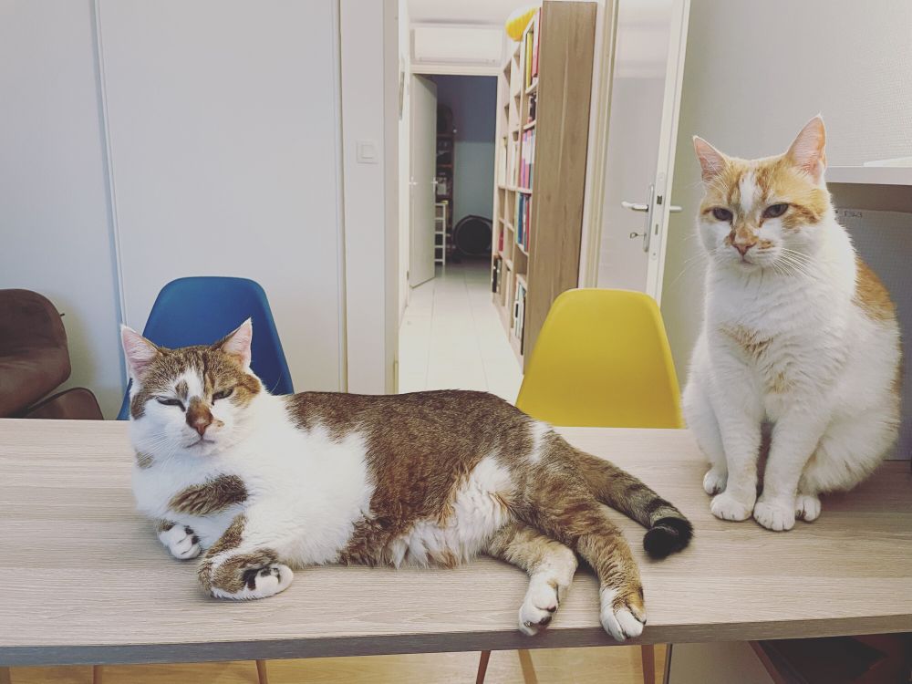 2 very cute cats sitting on a desk