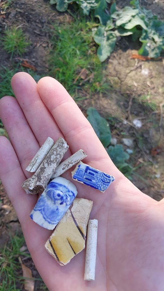 A hand holds four pieces of pipe stem including one with a bit of bowl left on it - so exciting! There are also two shards of blue and white china and an unusual brown and yellow piece. The field the pieces were found in is in the background.