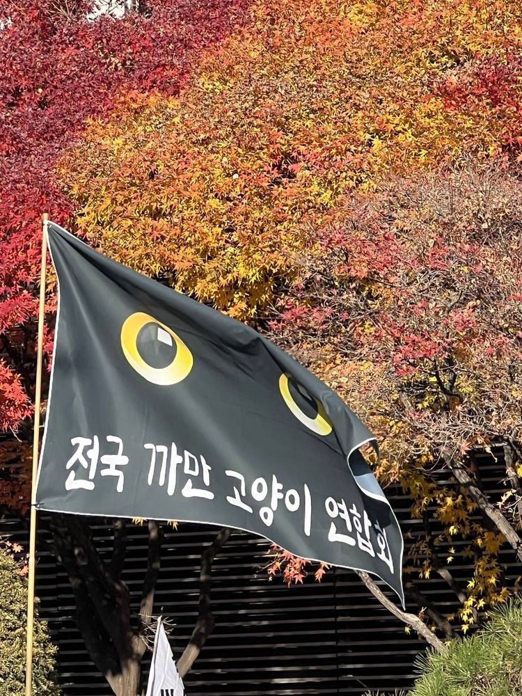 national black cat federation