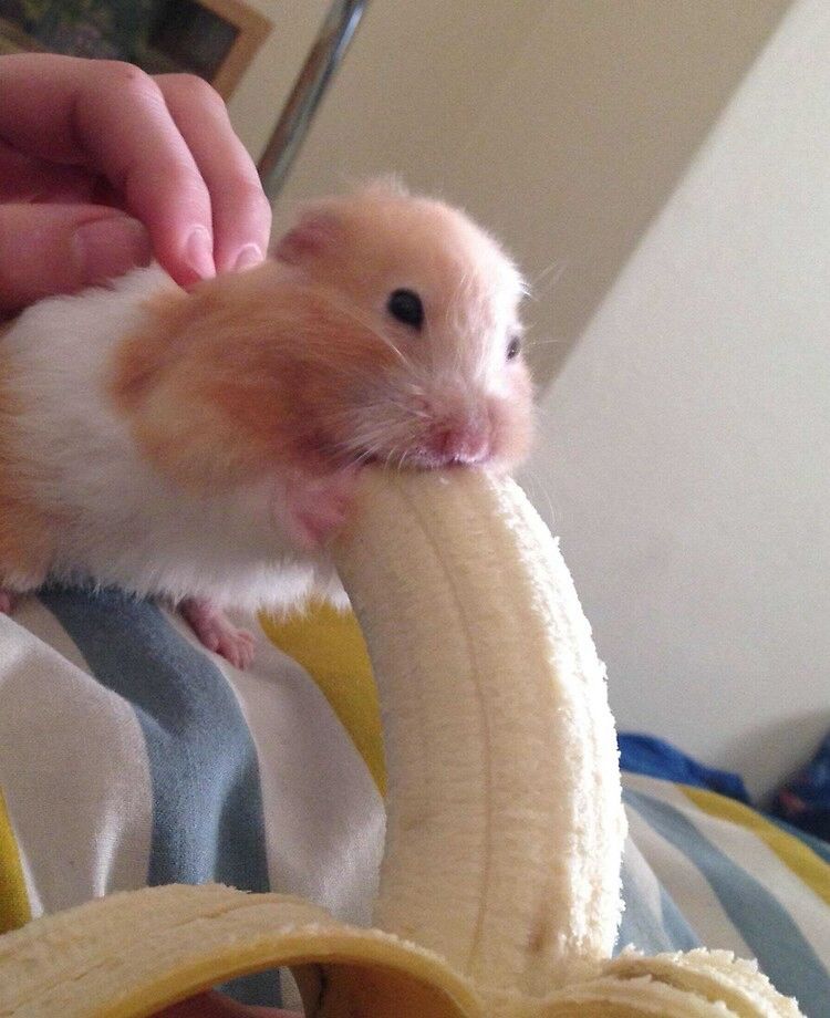 Hamtaro aime le potassium