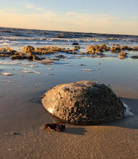 Large dead female horseshoe crab in foreground; clumps of rubbery bryozoan on bay's edge; Delaware Bay seen in the background.