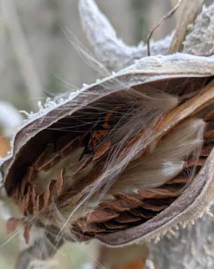 A milkweed pod, spit open and dry, with a few rows of stacked brown seeds with surrounding wisps of white, feathery milkweed fluff.