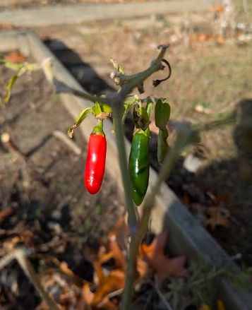 Red and green serrano peppers in mid-November. The red one is in my belly now. =)