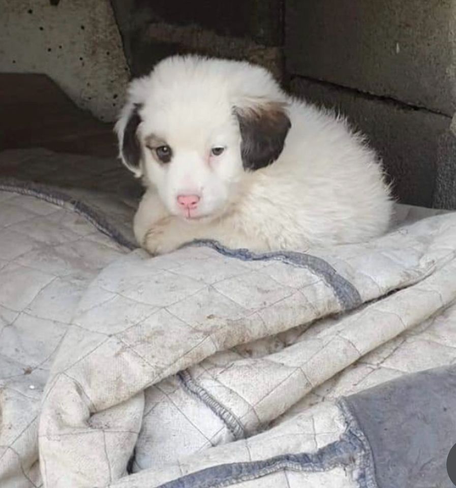 Two month old white fluffy puppy with soft brown ears 