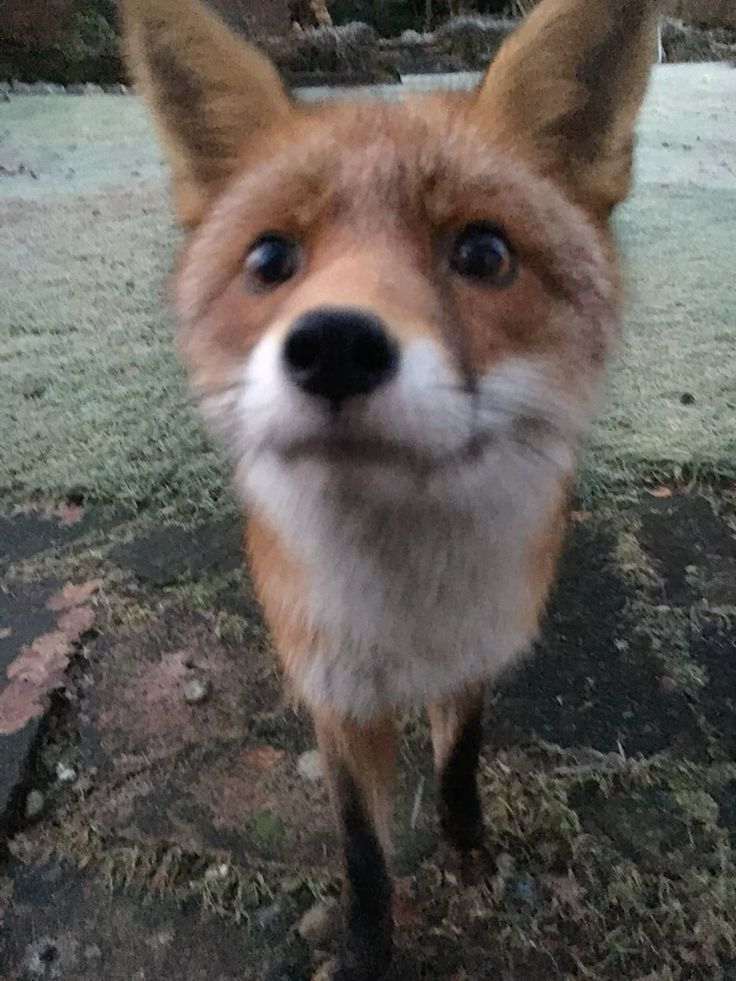 A cute, orange fox
