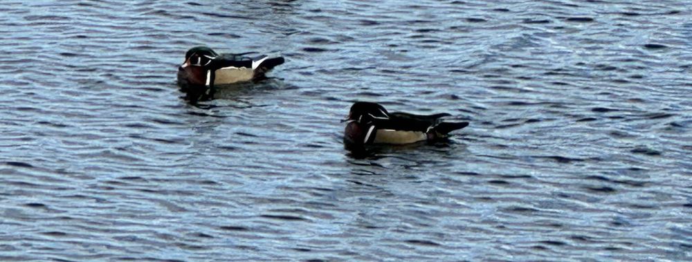 Two wood ducks on the Central Park reservoir 