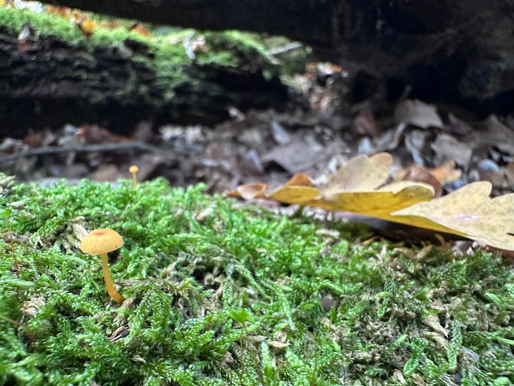 Moos und ein gelblicher Pilz