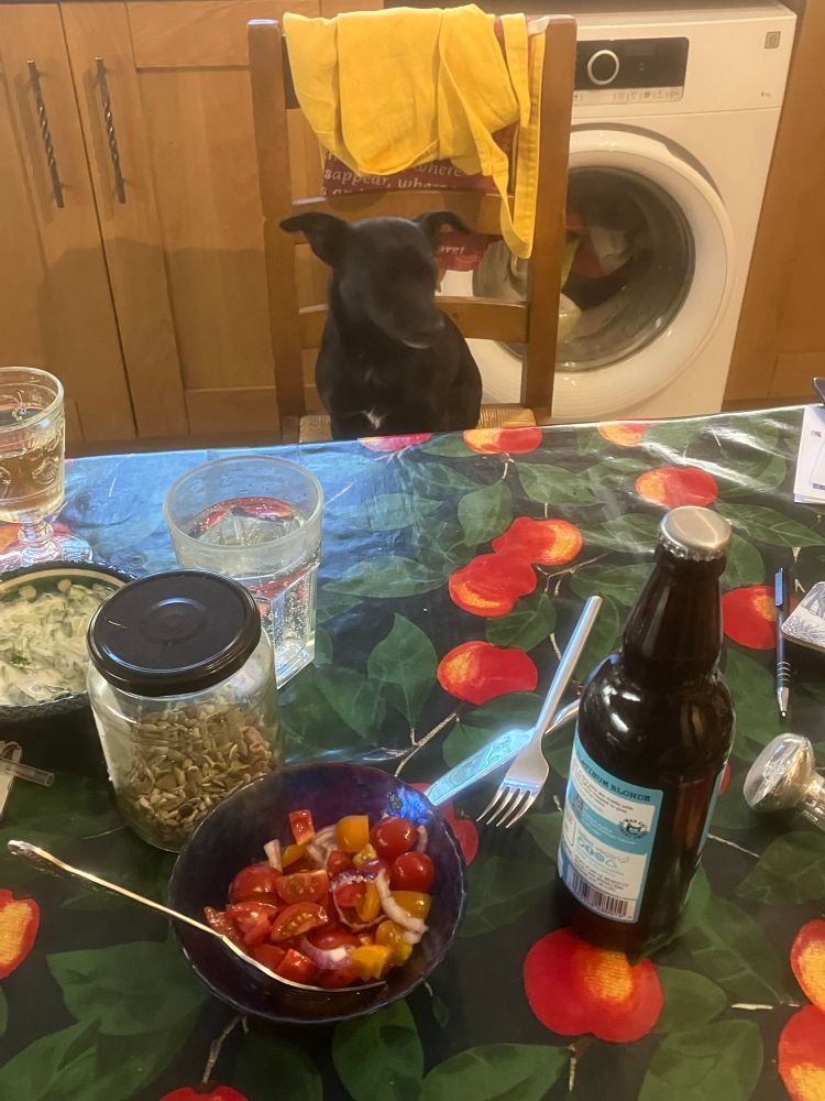 A small black dog waits expectantly at a dinner table