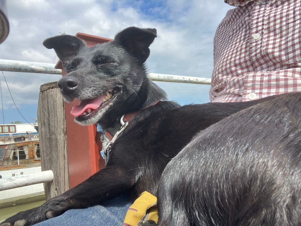 A small black dog sat on a lap and grinning after literally dragging us into Cafe by the Creek