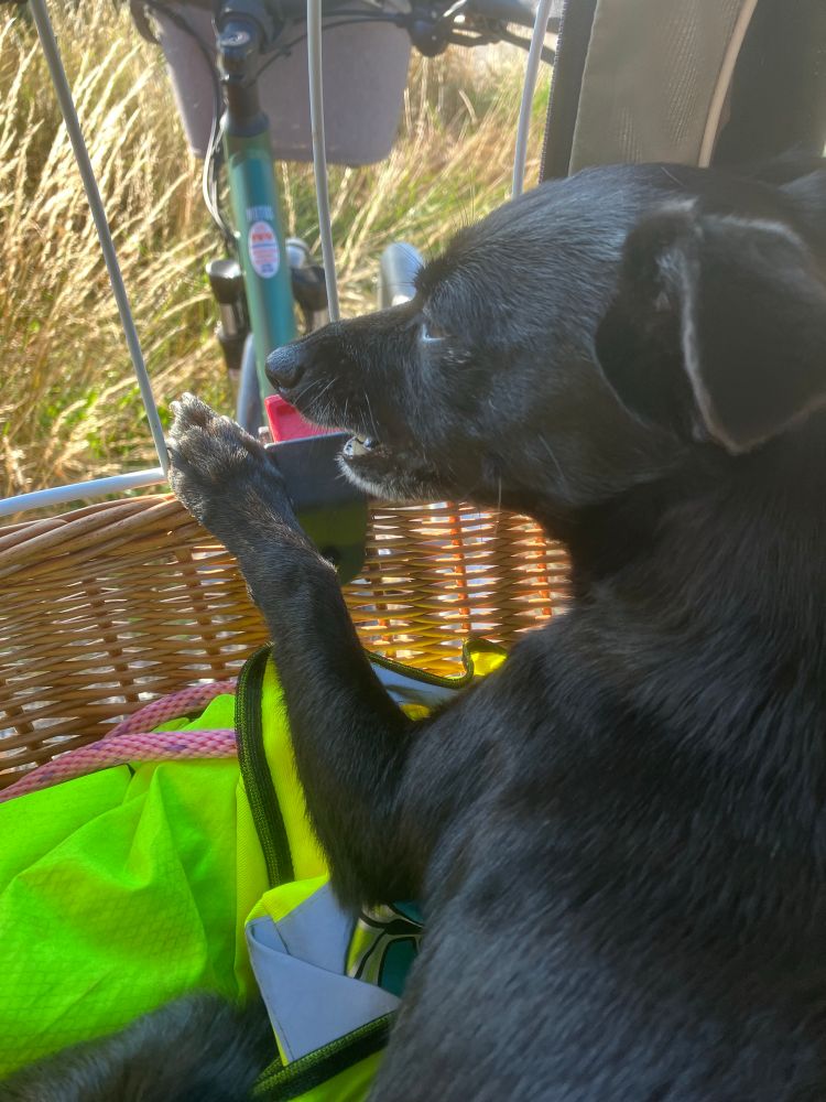 A small black dog in a bike carrier