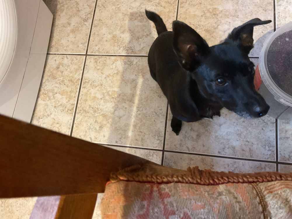 A small black dog eyeballing the photographer in the expectation of food 