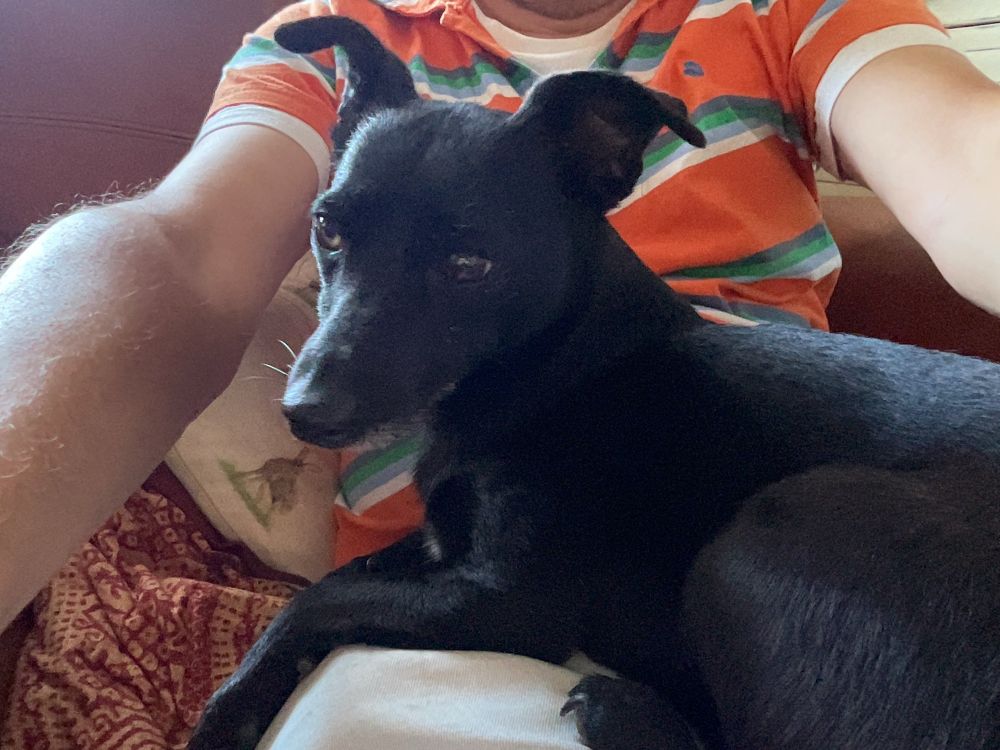 A small black dog sitting shinyly on my lap