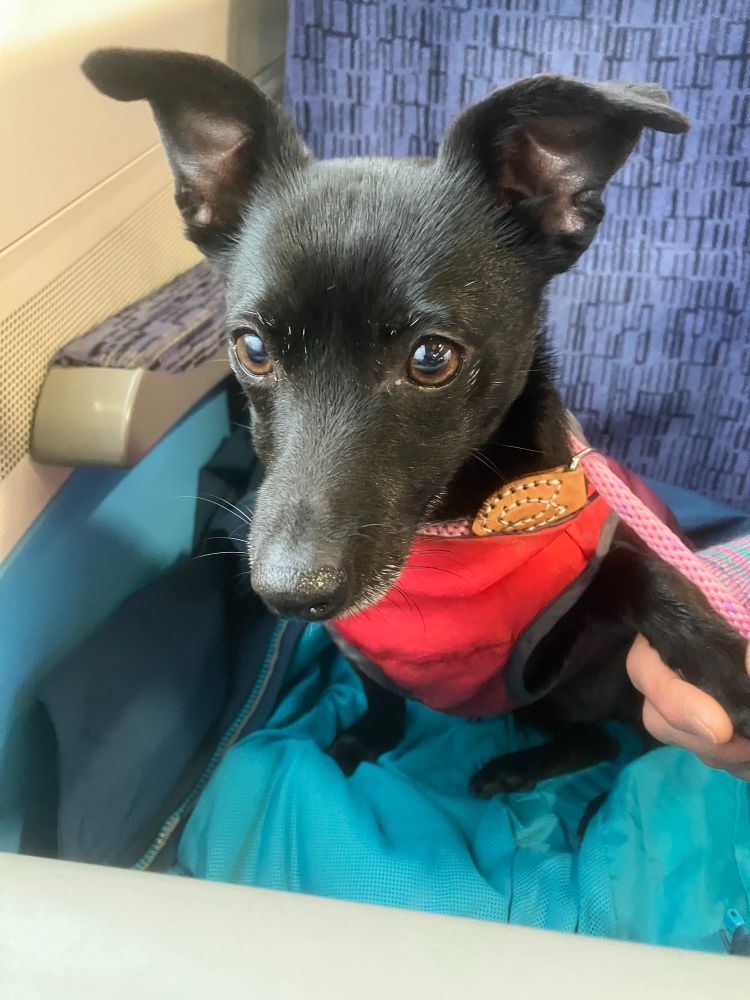 A small black dog on a train in a red coat