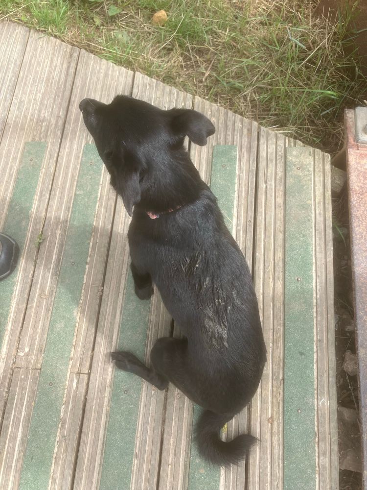 A small black covered in something she has just rolled in…