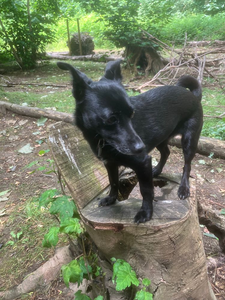 A small black dog on a tree stump 