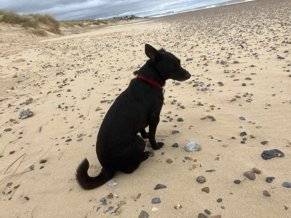 A small black dog on a mainly sandy Southwold beach