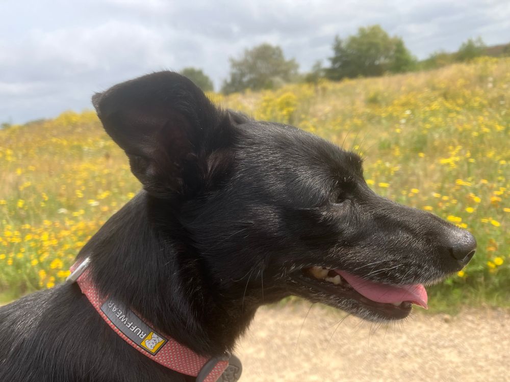 A small black dog in profile in front of a meadow of yellow wildflowers 