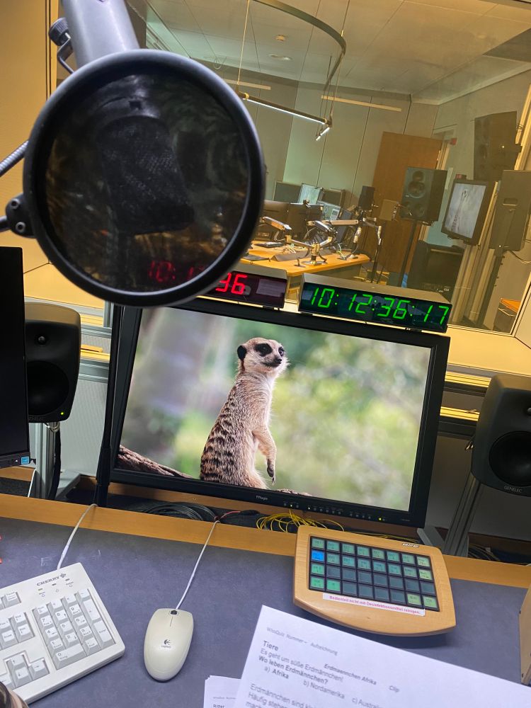 Eine Sprecherkabine mit einem Mikrofon und einem Bildschirm, auf dem ein Erdmännchen offended guckt