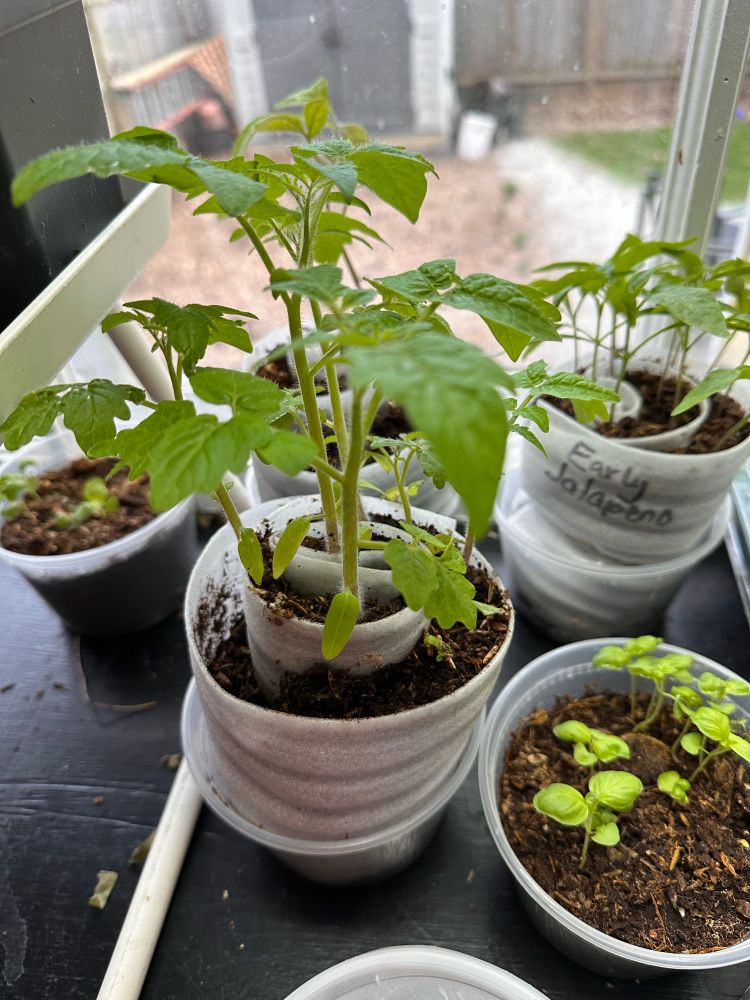 Tomato plant seedlings that need repotting.