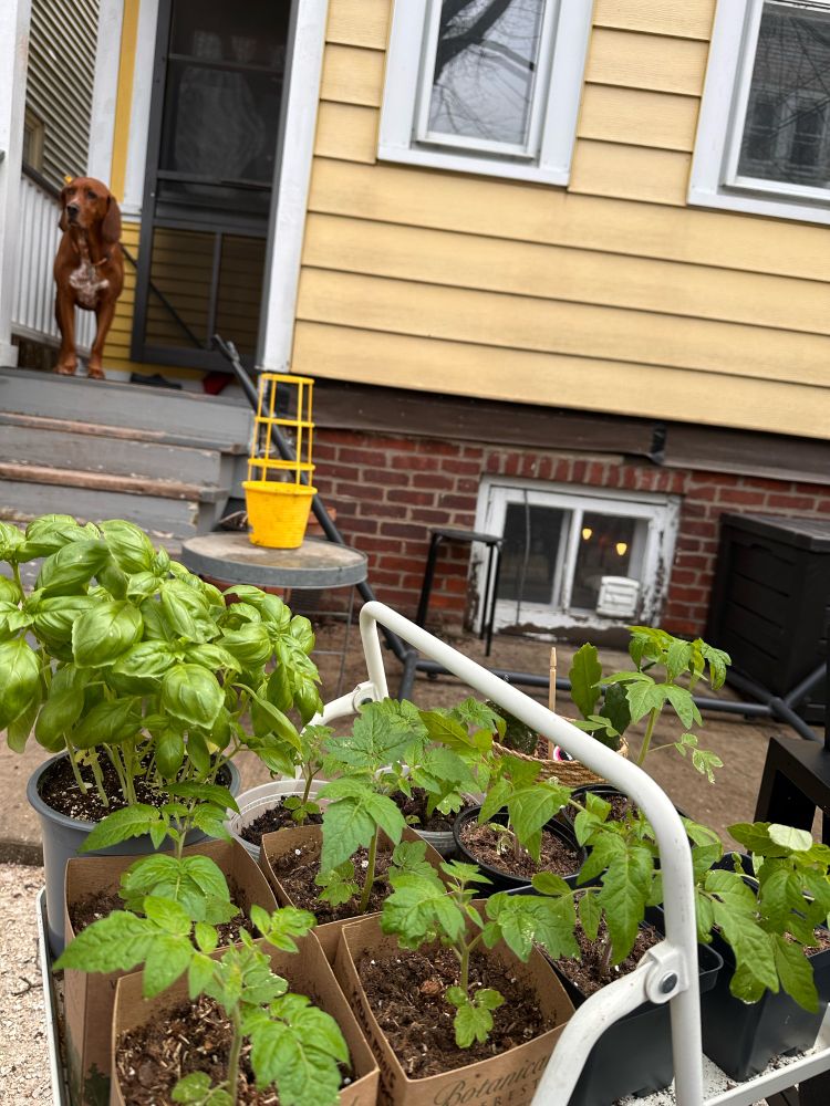 Tomato seedlings in the foreground enjoying some sun and warm temperatures with the dog standing guard on the porch.
