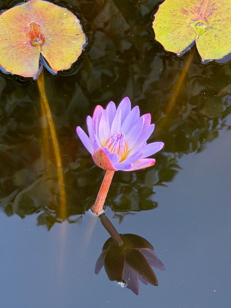 金秋最后的盛开 