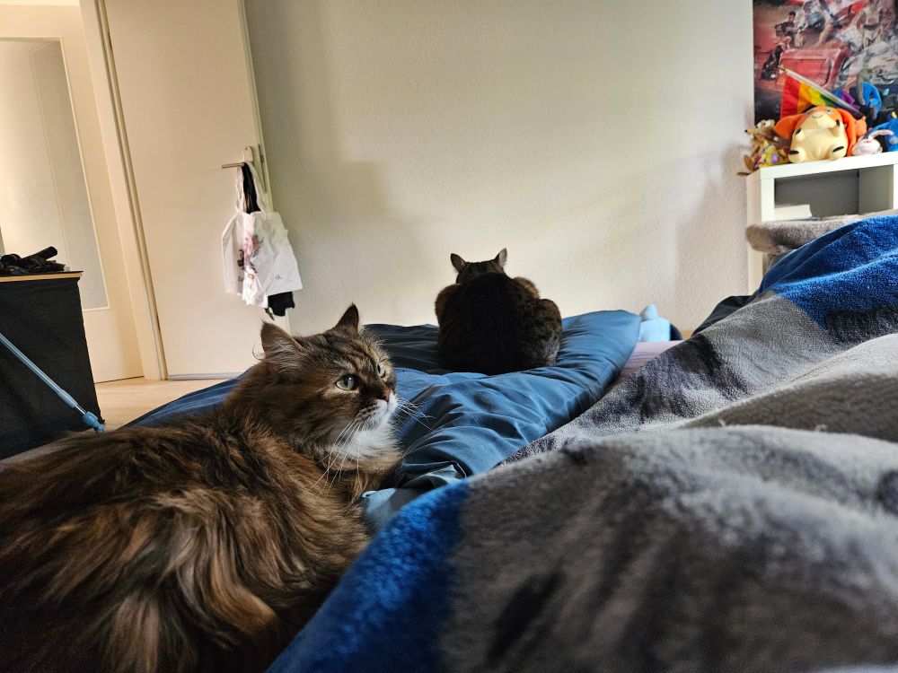 Zwei Katzen liegen auf einem Bett in einem Schlafzimmer. Eine Langhaarkatze liegt im Vordergrund und schaut aufmerksam zur Seite, während eine zweite, getigerte Kurzhaarkatze mit dem Rücken zur Kamera auf einem blauen Kissen sitzt. Im Hintergrund ist eine offene Tür, ein Regal mit Stofftieren, ein Poster und eine Regenbogenflagge zu sehen. 