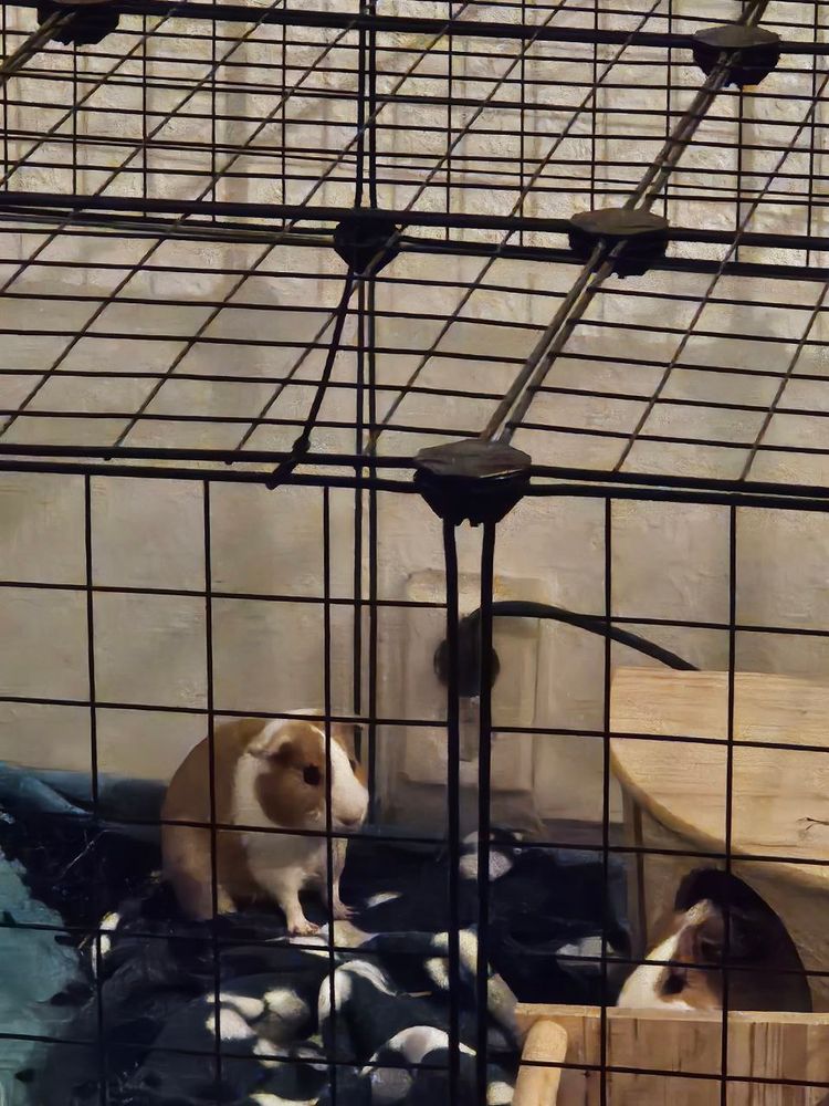 
Zwei Meerschweinchen sitzen in einem Gehege mit Gitterwänden. Eines sitzt auf einer dunklen Decke mit weißen Punkten, das andere schaut aus einem hölzernen Unterschlupf heraus. Im Hintergrund ist eine Steckdose an der Wand zu sehen.
