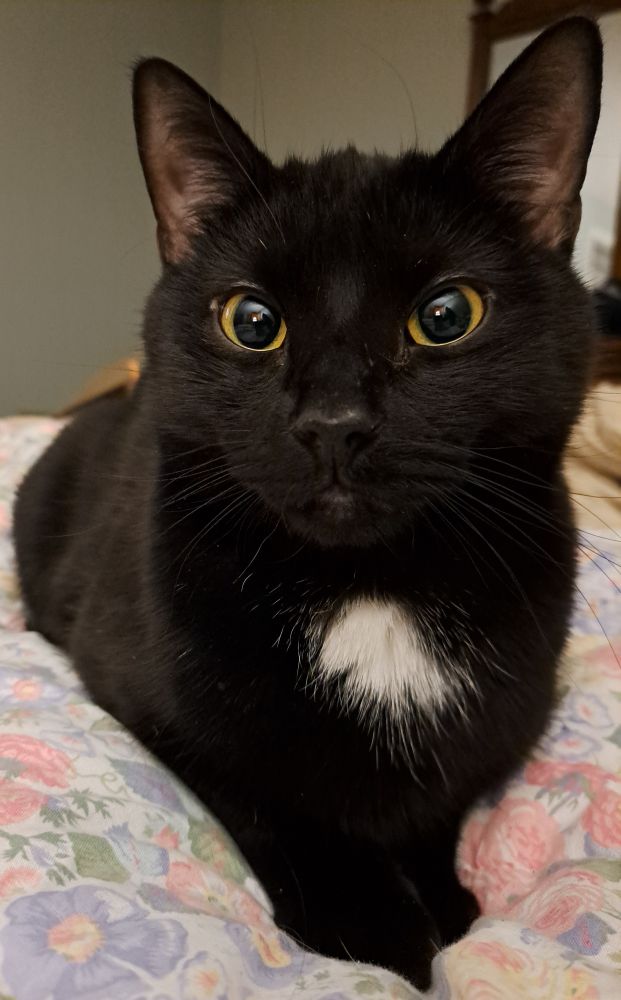 A black cat with a white spot on his chest gazing into the camera.