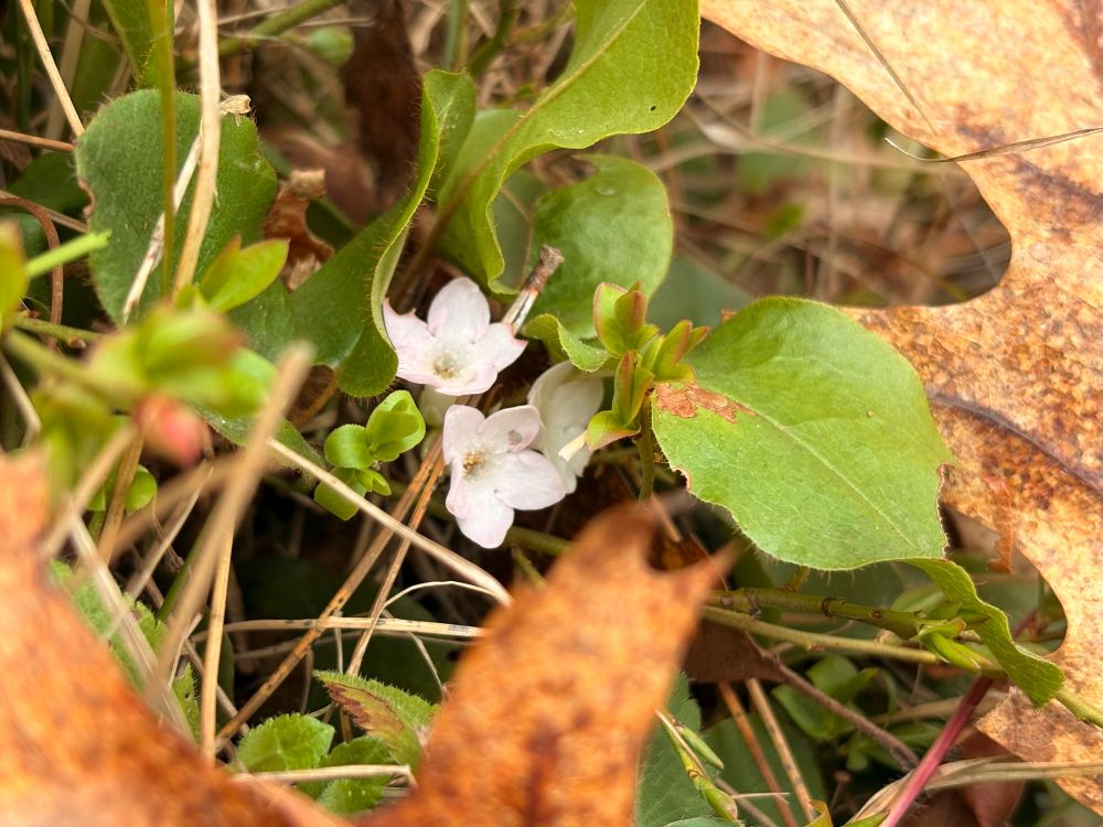 Nature — Mayflowers enshrouded by fallen leaves and grass. They bloom around this time! I always look forward to them.